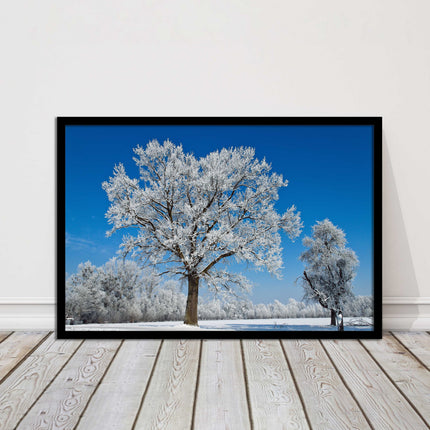 Snow covered trees under a blue sky. Framed picture with choice of frame colours