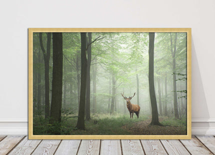 Stag in a misty forest. Framed picture with choice of frame colours and options.