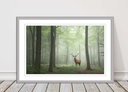 Stag in a misty forest. Framed picture with choice of frame colours and options.