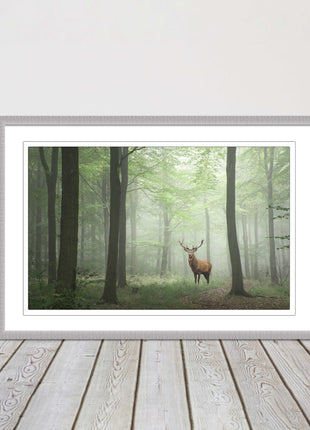 Stag in a misty forest. Framed picture with choice of frame colours and options.