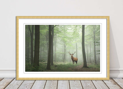 Stag in a misty forest. Framed picture with choice of frame colours and options.