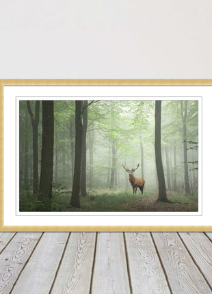 Stag in a misty forest. Framed picture with choice of frame colours and options.