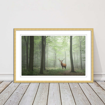 Stag in a misty forest. Framed picture with choice of frame colours and options.