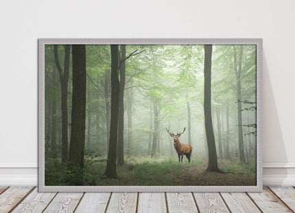 Stag in a misty forest. Framed picture with choice of frame colours and options.