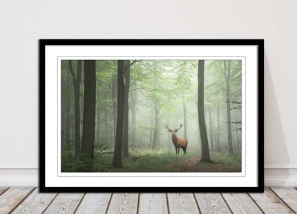 Stag in a misty forest. Framed picture with choice of frame colours and options.