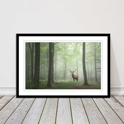 Stag in a misty forest. Framed picture with choice of frame colours and options.