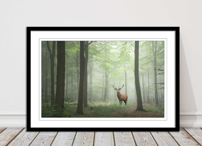 Stag in a misty forest. Framed picture with choice of frame colours and options.