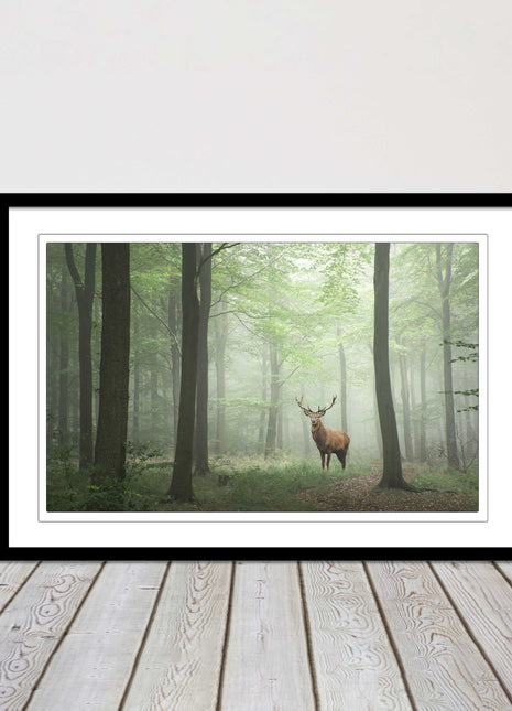 Stag in a misty forest. Framed picture with choice of frame colours and options.