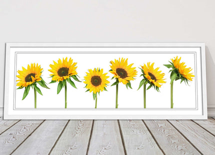 Golden sunflowers painting. Panoramic framed picture print frame choice