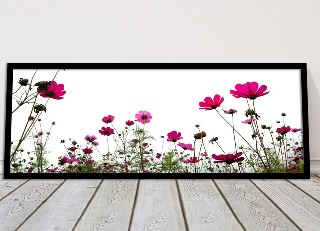 Pink wild flowers on a white background. Panoramic framed picture print
