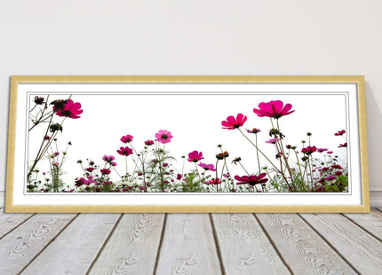Pink wild flowers on a white background. Panoramic framed picture print