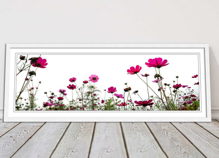 Pink wild flowers on a white background. Panoramic framed picture print
