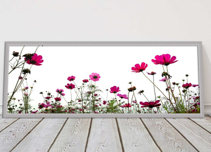 Pink wild flowers on a white background. Panoramic framed picture print