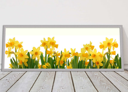 daffodils canvas picture print framed ready to hand choice of colours and sizes