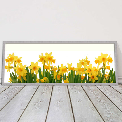 daffodils canvas picture print framed ready to hand choice of colours and sizes