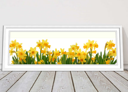 daffodils canvas picture print framed ready to hand choice of colours and sizes