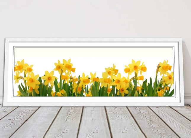 daffodils canvas picture print framed ready to hand choice of colours and sizes