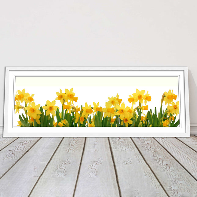 daffodils canvas picture print framed ready to hand choice of colours and sizes