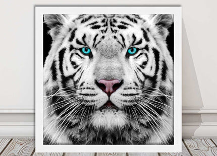 White Siberian Tiger, framed picture with print. A choice of frames