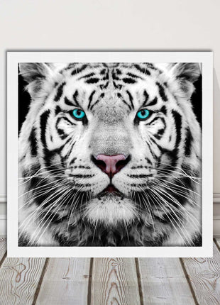 White Siberian Tiger, framed picture with print. A choice of frames