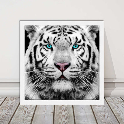 White Siberian Tiger, framed picture with print. A choice of frames