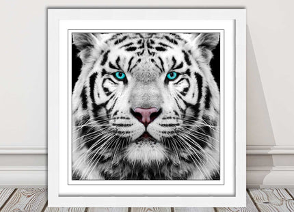 White Siberian Tiger, framed picture with print. A choice of frames