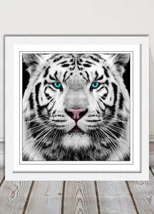 White Siberian Tiger, framed picture with print. A choice of frames