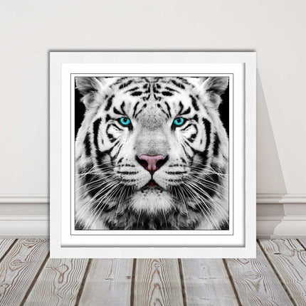 White Siberian Tiger, framed picture with print. A choice of frames