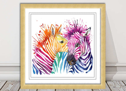 Zebras multi coloura Framed picture print. Colour splash white background