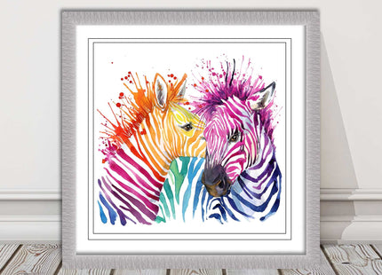 Zebras multi coloura Framed picture print. Colour splash white background