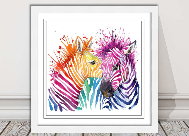 Zebras multi coloura Framed picture print. Colour splash white background