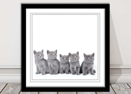 Cute Grey Kittens framed picture with print. A choice of frames and sizes square