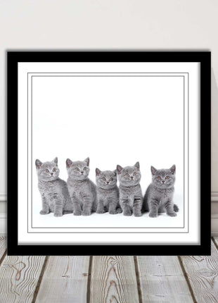 Cute Grey Kittens framed picture with print. A choice of frames and sizes square