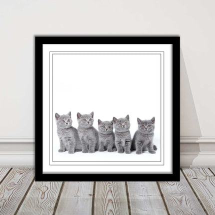 Cute Grey Kittens framed picture with print. A choice of frames and sizes square