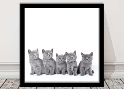 Cute Grey Kittens framed picture with print. A choice of frames and sizes square