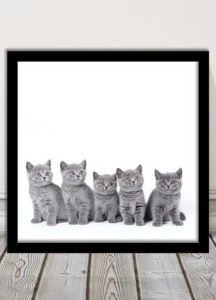 Cute Grey Kittens framed picture with print. A choice of frames and sizes square