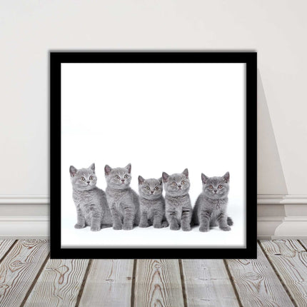 Cute Grey Kittens framed picture with print. A choice of frames and sizes square