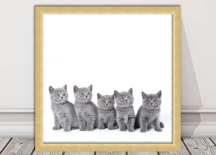Cute Grey Kittens framed picture with print. A choice of frames and sizes square