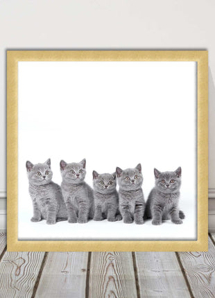 Cute Grey Kittens framed picture with print. A choice of frames and sizes square