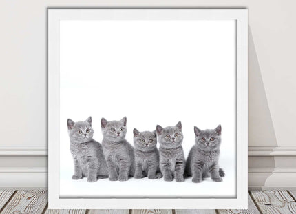 Cute Grey Kittens framed picture with print. A choice of frames and sizes square