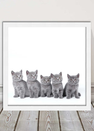 Cute Grey Kittens framed picture with print. A choice of frames and sizes square