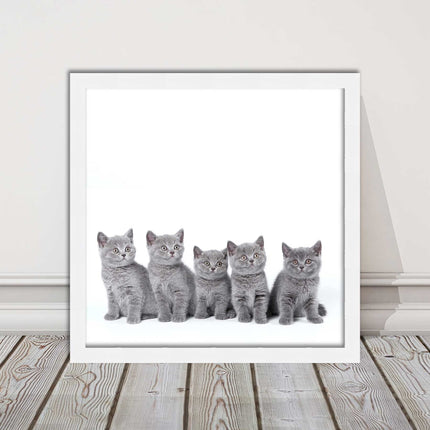 Cute Grey Kittens framed picture with print. A choice of frames and sizes square