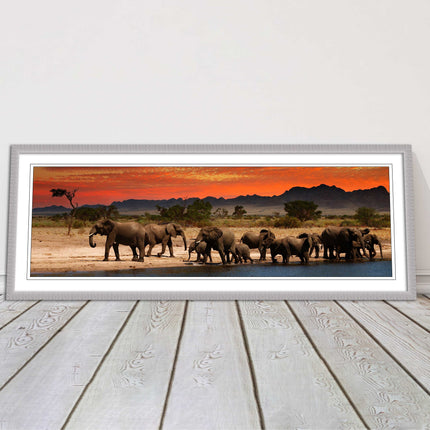 Herd of Elephants in African Savannah, at sunset. Panoramic framed picture print