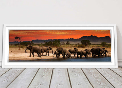 Herd of Elephants in African Savannah, at sunset. Panoramic framed picture print
