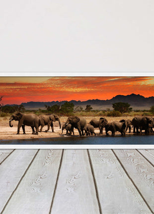 Herd of Elephants in African Savannah, at sunset. Panoramic framed picture print