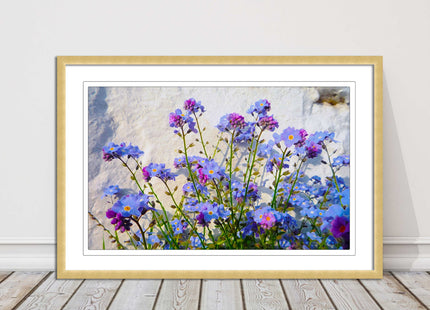 Forget me nots, white stone wall. Framed picture print, choice of frame colours