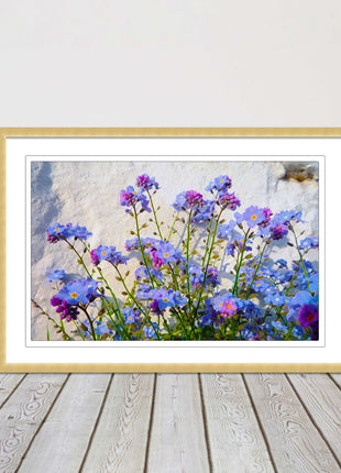 Forget me nots, white stone wall. Framed picture print, choice of frame colours
