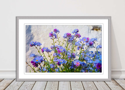 Forget me nots, white stone wall. Framed picture print, choice of frame colours