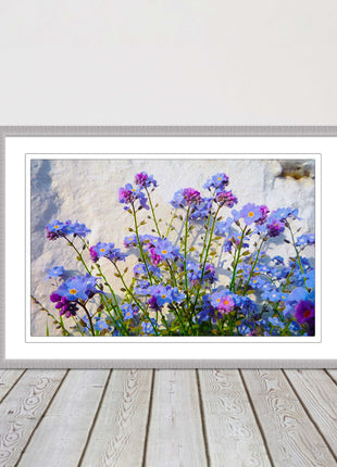 Forget me nots, white stone wall. Framed picture print, choice of frame colours