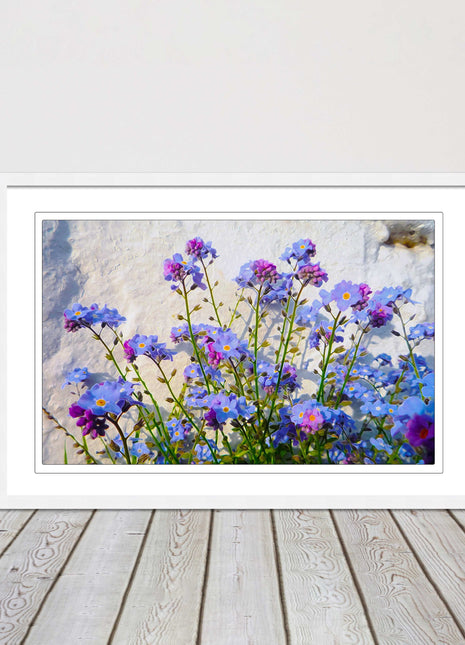 Forget me nots, white stone wall. Framed picture print, choice of frame colours